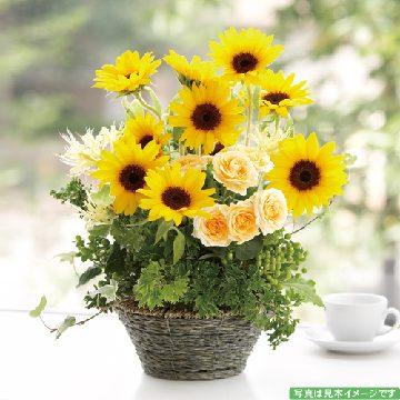 『父の日』サンシャインアレンジメント 通販