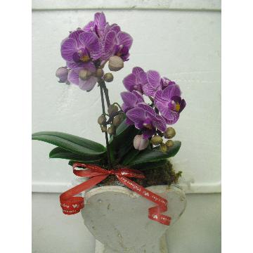 父の日に!ミニ胡蝶蘭 通販