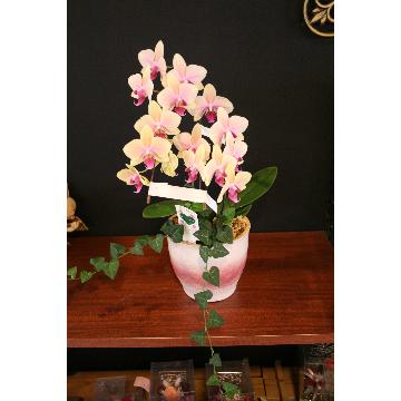 父の日ギフト送料無料・胡蝶蘭の鉢花 通販