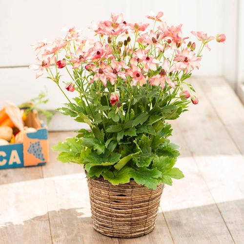 お花