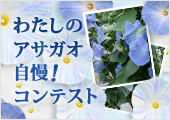 わたしのアサガオ自慢！コンテスト