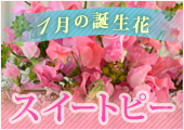 1月の誕生花スイートピー