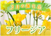 フリージア