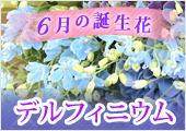 6月の誕生日花　デルフィニウム