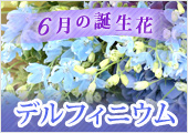 デルフィニウム