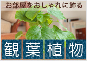 観葉植物特集