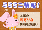 ミミミニ情報