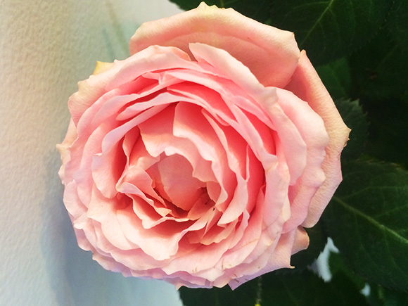 お花