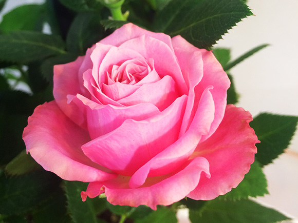 お花