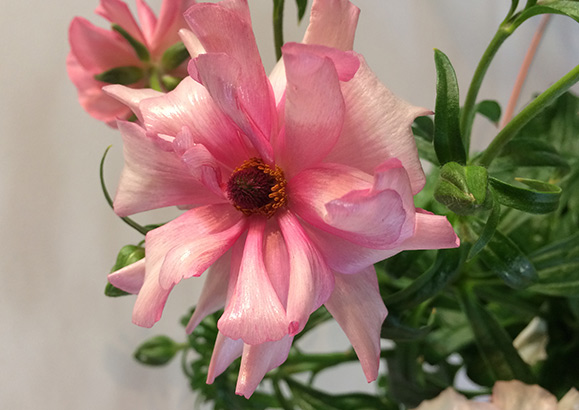 お花