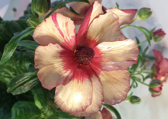 お花