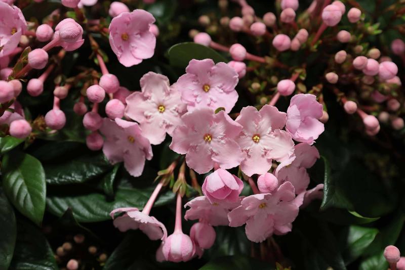 におい桜COCO アップ①.jpg