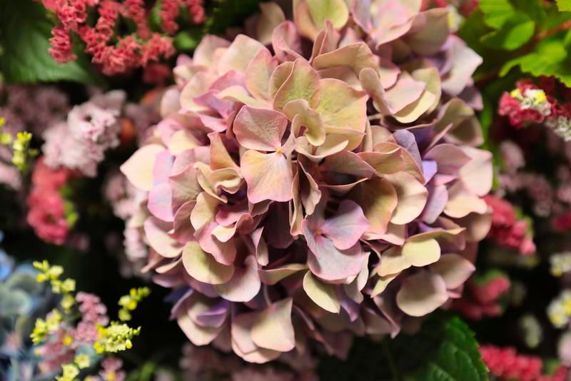 北海道の花_260907 (13).jpg