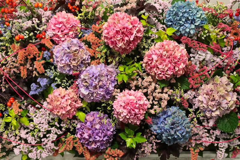 北海道の花_260907 (22).jpg