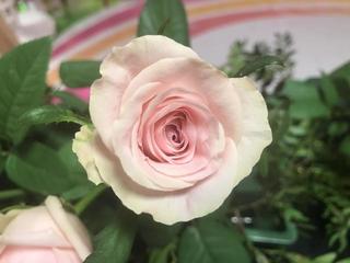 rose2_20170903.JPG