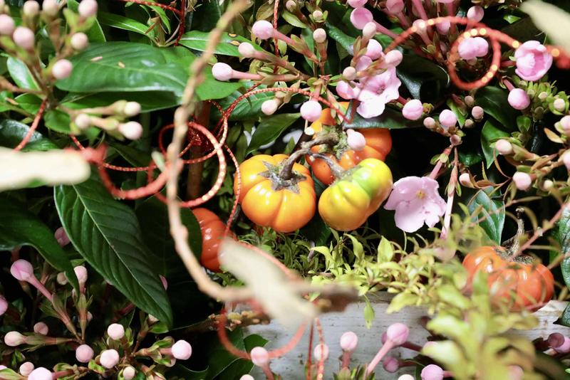 におい桜COCO ソラナムと.jpg