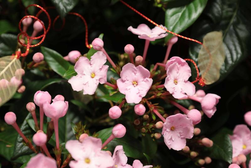 におい桜COCO (1).jpg