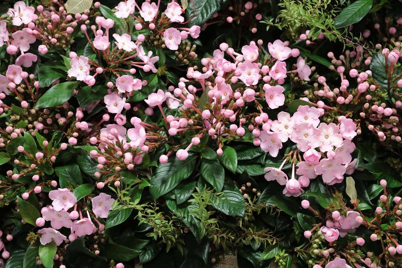 におい桜COCO アップ②.jpg