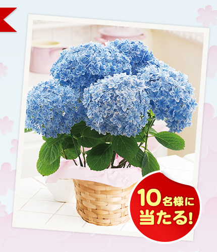 10名様に当たる!
