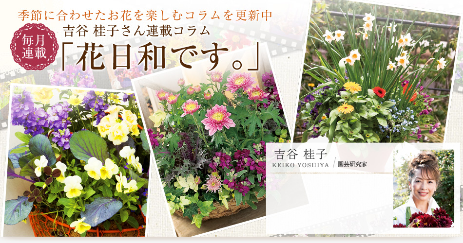 吉谷 佳子さん連載コラム 花日和です。 vol.17 会員様限定コラム第17弾更新しました。