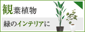 観葉植物