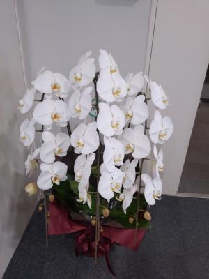 青森県青森市の花屋「KANONE」をご紹介 | フラワーギフトはプロ