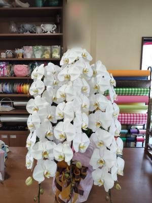 栃木県佐野市の花屋 有 はなひこ をご紹介 フラワーギフトはプロのお花屋さんにおまかせ フジテレビフラワーネット 栃木県佐野市の花屋 有 はなひこ をご紹介 フラワーギフトはプロのお花屋さんにおまかせ フジテレビフラワーネット