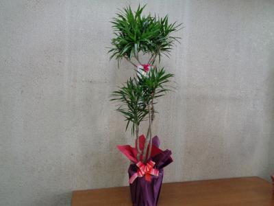 滋賀県長浜市の花屋 種田生花店 をご紹介 フラワーギフトはプロのお花屋さんにおまかせ フジテレビフラワーネット