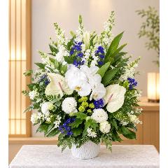 ���̌Ӓ����A�A���X�����A�u���[�̃f���t�B�j�E�����g�����������A�����W�����g