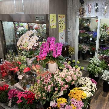 ���̑��摜