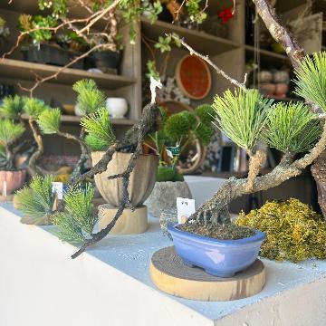 ���̑��摜