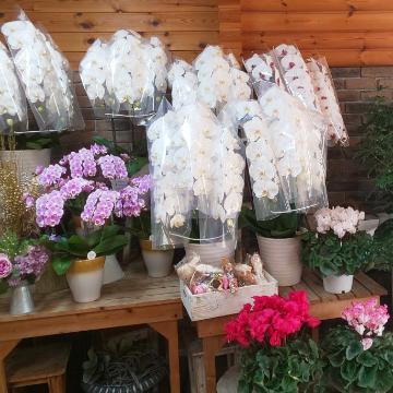 �X�ܓ��ω摜