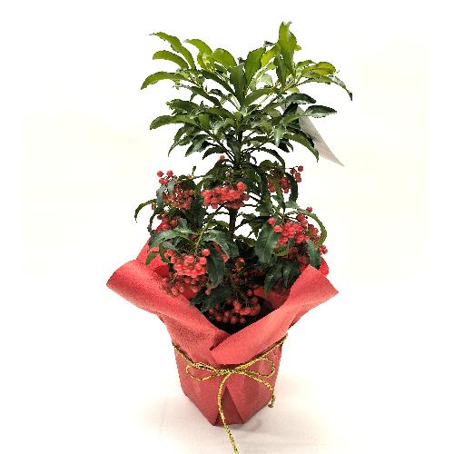 �������i��D�j