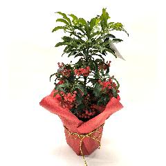 �������i��D�j