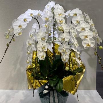 �X�^�b�t�摜