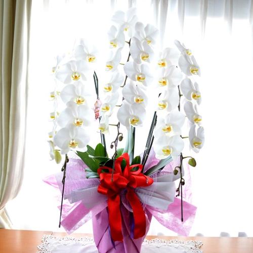 Ӓ@@R{ā@jp@5L@c@@zB@JXjAJƏjANjAACjAړ]j  