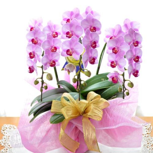 胡蝶蘭　ミディー　ピンク　３本立て　お祝い用　お誕生日、結婚記念日、開店、開業、就任、引っ越し、移転、お祝い、敬老の日