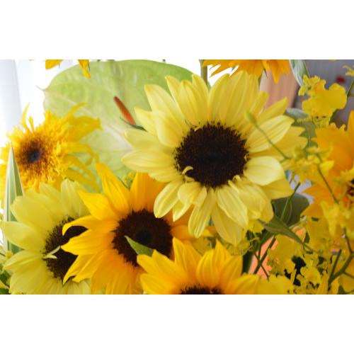 A@AW@@SunFlower@Mix5