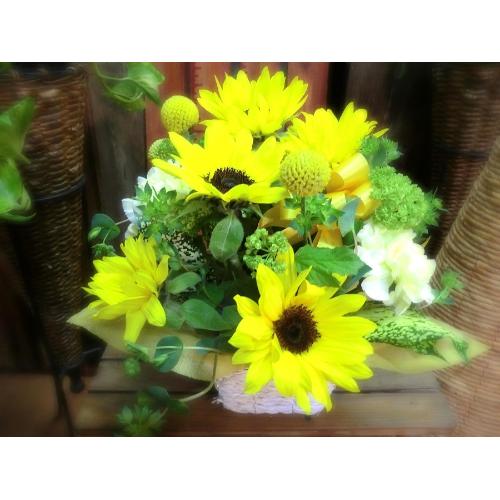 L[gȃAW@SunFlower iq}ƃJ[l[Ṽt[AWgjCG[IWn2