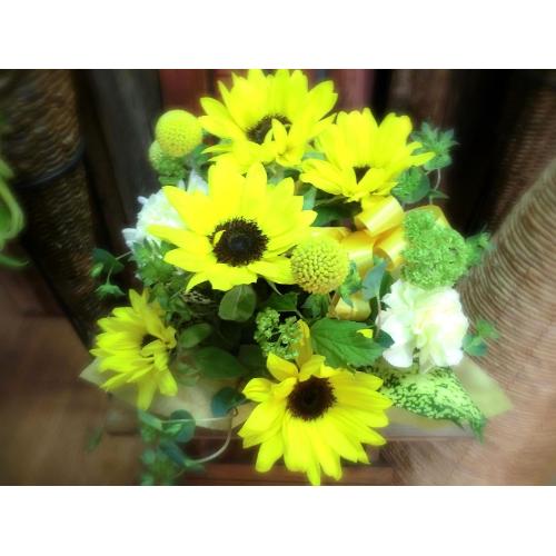L[gȃAW@SunFlower iq}ƃJ[l[Ṽt[AWgjCG[IWn3