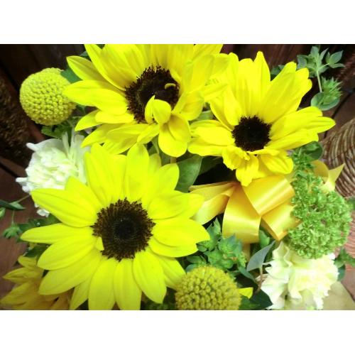 L[gȃAW@SunFlower iq}ƃJ[l[Ṽt[AWgjCG[IWn4