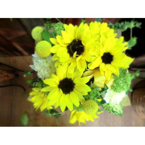 L[gȃAW@SunFlower iq}ƃJ[l[Ṽt[AWgjCG[IWn5