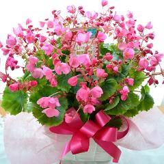 プチ贅沢な花鉢　ベコニア　ラブミー　ピンク系　誕生日、結婚記念日、お祝い、敬老の日
