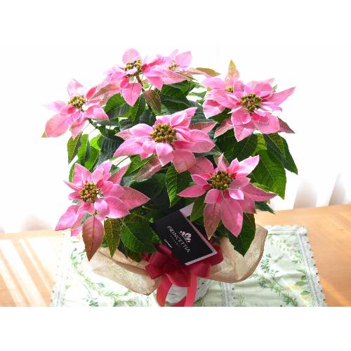 プリンセチア ピンクホワイト ポインセチアの花鉢 誕生日 結婚記念日 クリスマス お歳暮 花屋 株 川田生花店 のオリジナル商品 フラワーギフトはプロのお花屋さんにおまかせ フジテレビフラワーネット プリンセチア ピンクホワイト ポインセチアの花鉢 誕生日 結婚記念日 クリスマス お歳暮 花屋 株 川田生花店 のオリジナル商品 フラワーギフトはプロのお花屋さんにおまかせ フジテレビフラワーネット