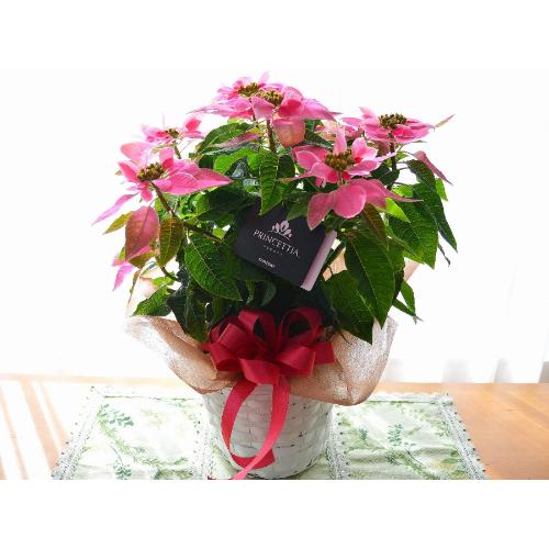 プリンセチア ピンクホワイト ポインセチアの花鉢 誕生日 結婚記念日 クリスマス お歳暮 花屋 株 川田生花店 のオリジナル商品 フラワーギフトはプロのお花屋さんにおまかせ フジテレビフラワーネット プリンセチア ピンクホワイト ポインセチアの花鉢 誕生日 結婚記念日 クリスマス お歳暮 花屋 株 川田生花店 のオリジナル商品 フラワーギフトはプロのお花屋さんにおまかせ フジテレビフラワーネット