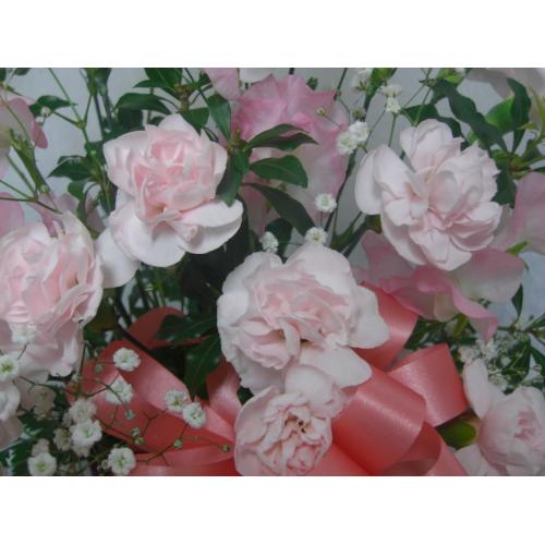 �p�X�e���s���N3