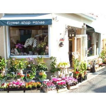 千葉県松戸市の花屋 フラワーショップ花絵 をご紹介 フラワーギフトはプロのお花屋さんにおまかせ フジテレビフラワーネット