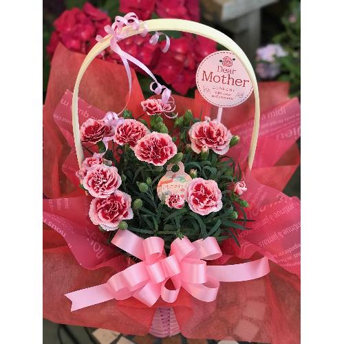 日頃の感謝をお花に託して いつもありがとうの感謝の花言葉カーネションとても可愛い人気品種 いちごホイップ 花屋 グリーンハウス谷合 のオリジナル商品 フラワーギフトはプロのお花屋さんにおまかせ フジテレビフラワーネット