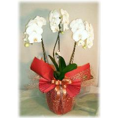 ĳΩŹˤ뺧ˤڲ񤤡ˤ⡦԰褫餪Ϥޤ