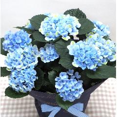 ★ブルー系あじさい★母の日に・・大阪市阿倍野区からお届けします。